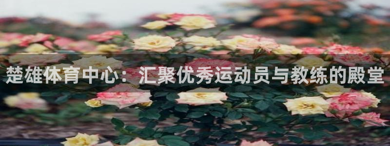 必一运动：楚雄体育中心：汇聚优秀运动员与教练的殿堂